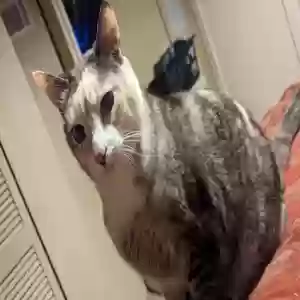 lost female cat marbles