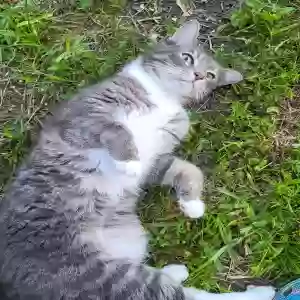 lost male cat hero