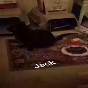 lost male cat jack