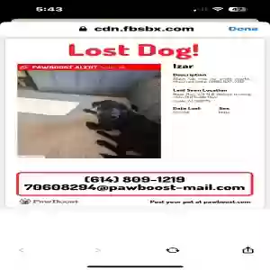 lost male dog izar