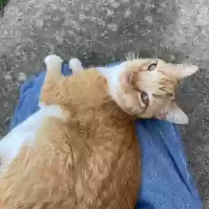 lost female cat discord
