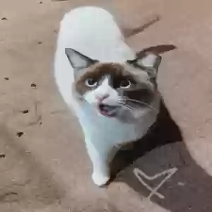 lost female cat haru