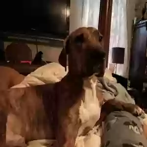 lost male dog raymond reddington