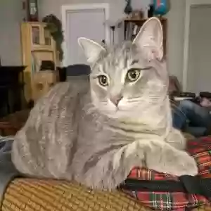 lost female cat moon