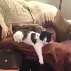 lost female cat little kitty