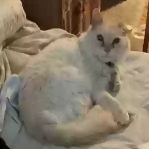 lost male cat moe