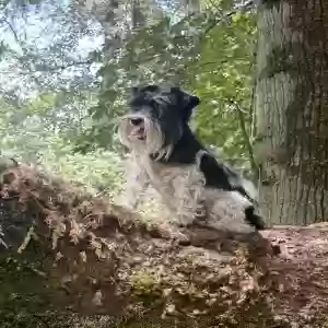 lost male dog snoopy