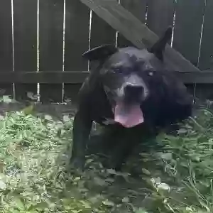 found male dog unknown
