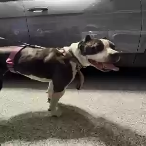 found female dog unknown
