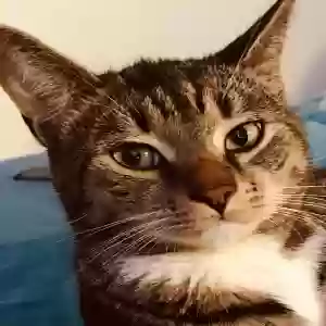 lost male cat zeus