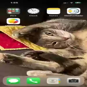 lost female cat seven