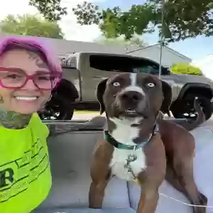 lost male dog reed