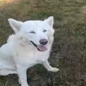 lost female dog reine and nanook