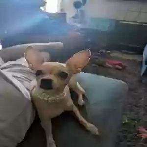 lost female dog roxanne