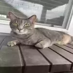 lost male cat zeke