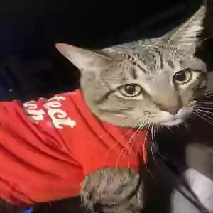 lost male cat scully