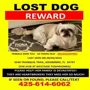 lost female dog fiona