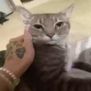 lost male cat gelato