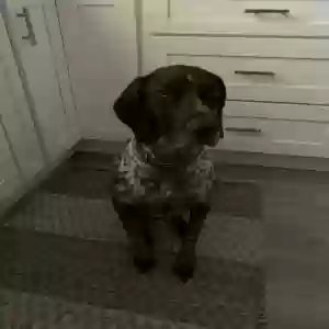 lost female dog maggie