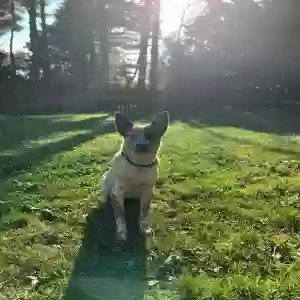 lost female dog dixie