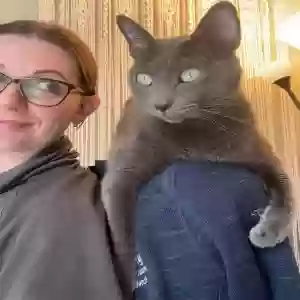 lost male cat pixel
