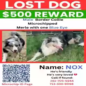 lost male dog nox