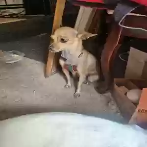 lost female dog gidget
