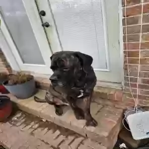 lost male dog sarge