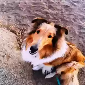lost female dog lady/island