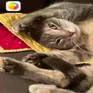 lost female cat seven