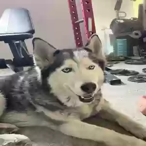 lost male dog rogue