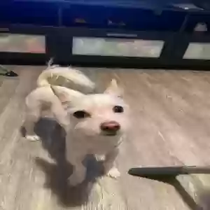 lost female dog penny
