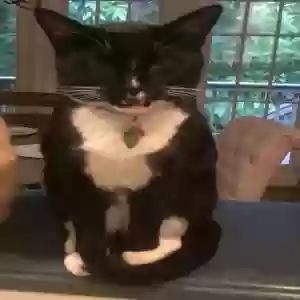 lost male cat checkers
