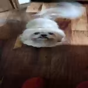 lost male dog goliath