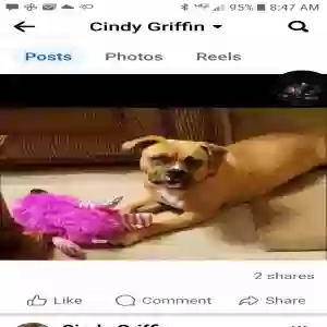 lost female dog snuggles
