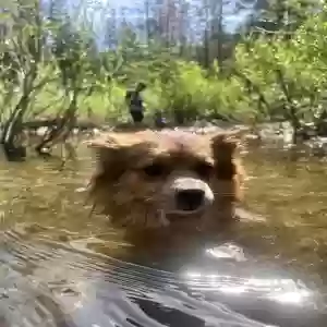lost male dog potato