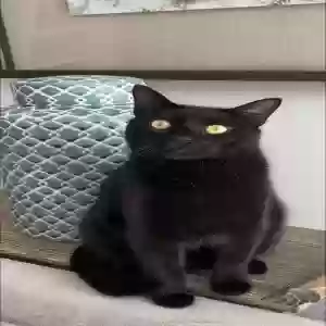 lost male cat jasper