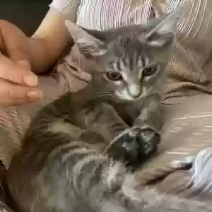 lost female cat unknown
