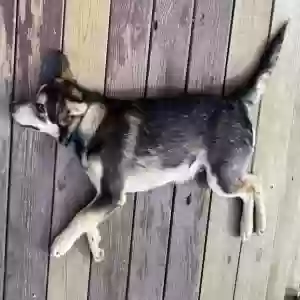 lost male dog deuce