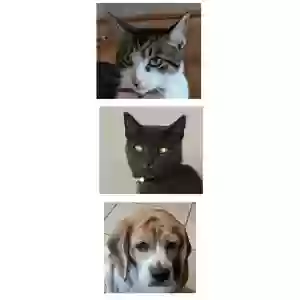 lost male cat smokey