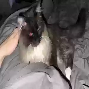 lost male cat chanel