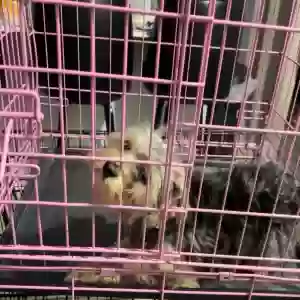 lost female dog willow