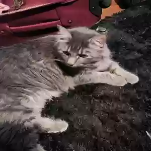 lost female cat yin