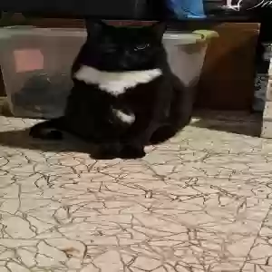 lost female cat allie