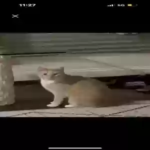 lost male cat emillio