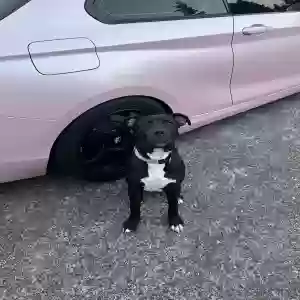 lost male dog tux