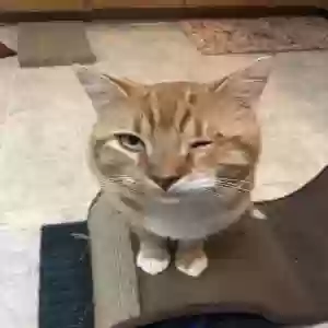 lost male cat morris