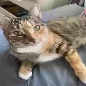 lost female cat unknown