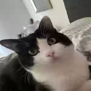 lost male cat benito