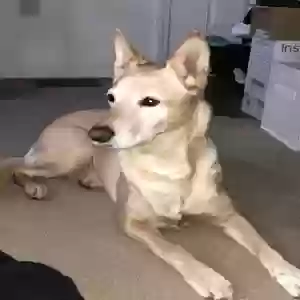 lost female dog riley